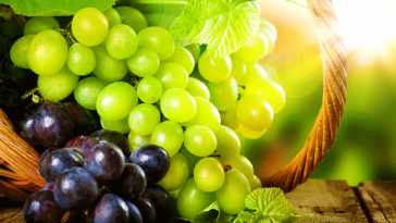 فوائد العنب لصحتك